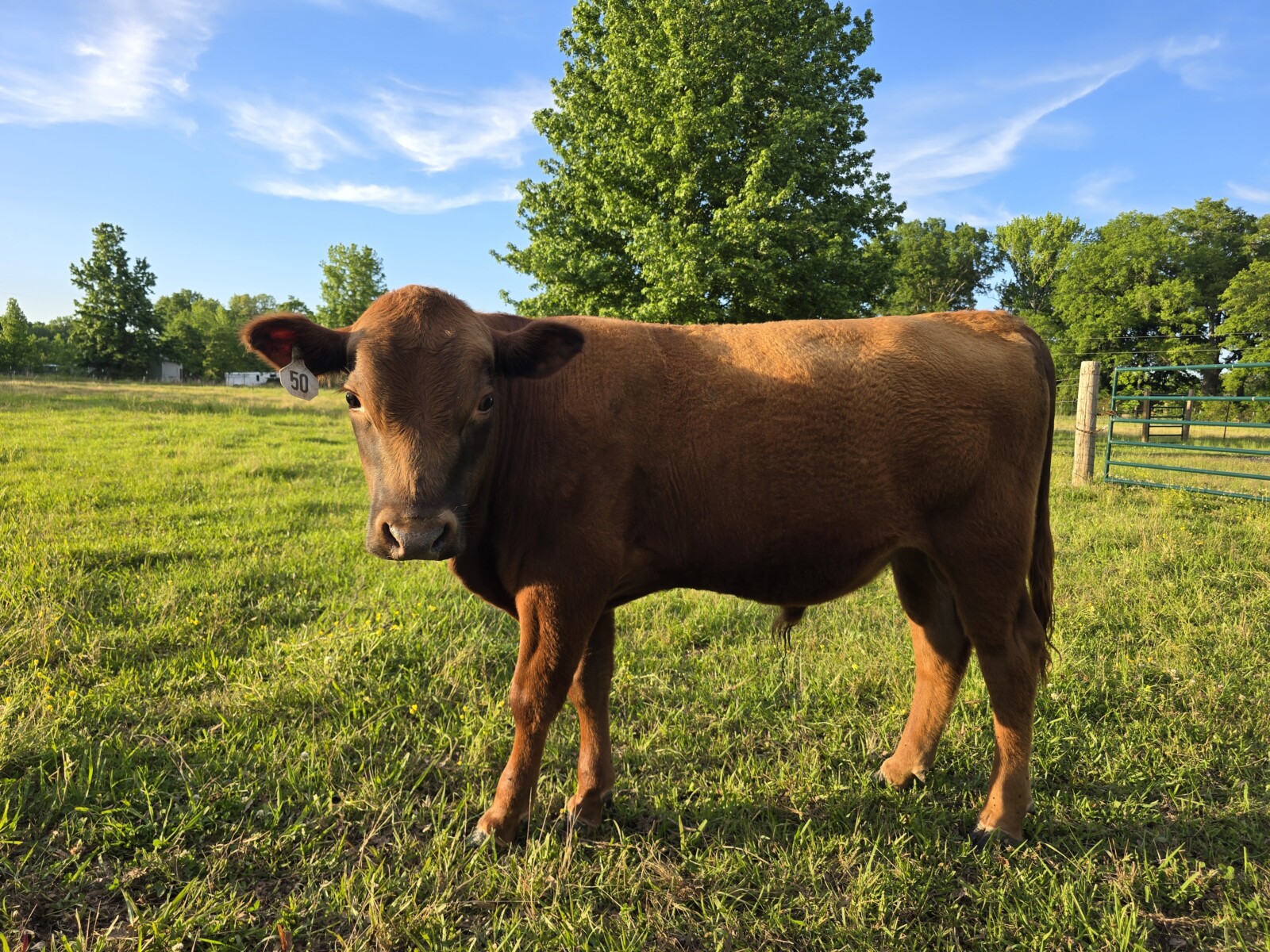 Unregistered yearling Bulls