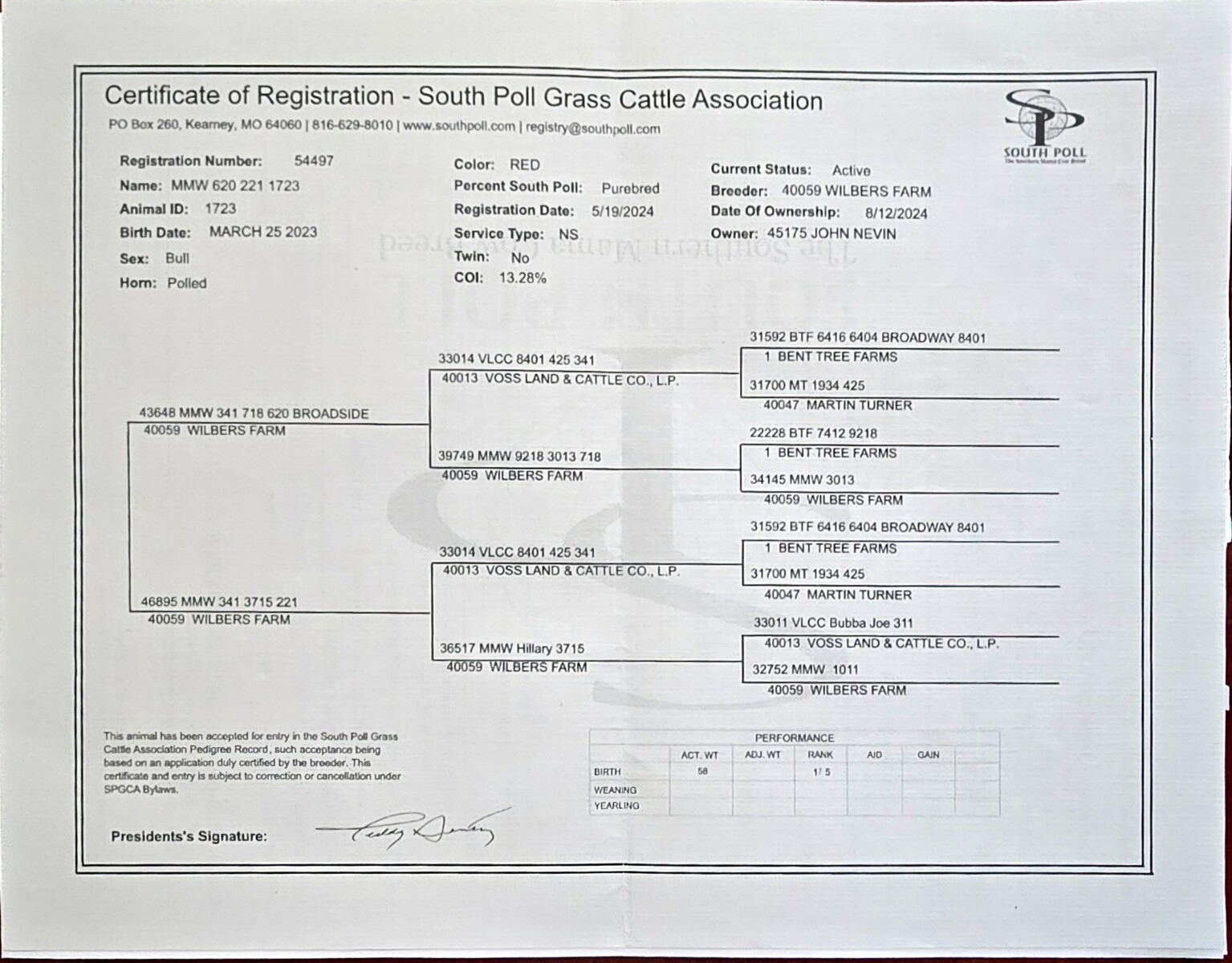 3 year old registered purebred