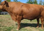 Fullblood Broadway son – Reg. # 55083 – 3 yr. old