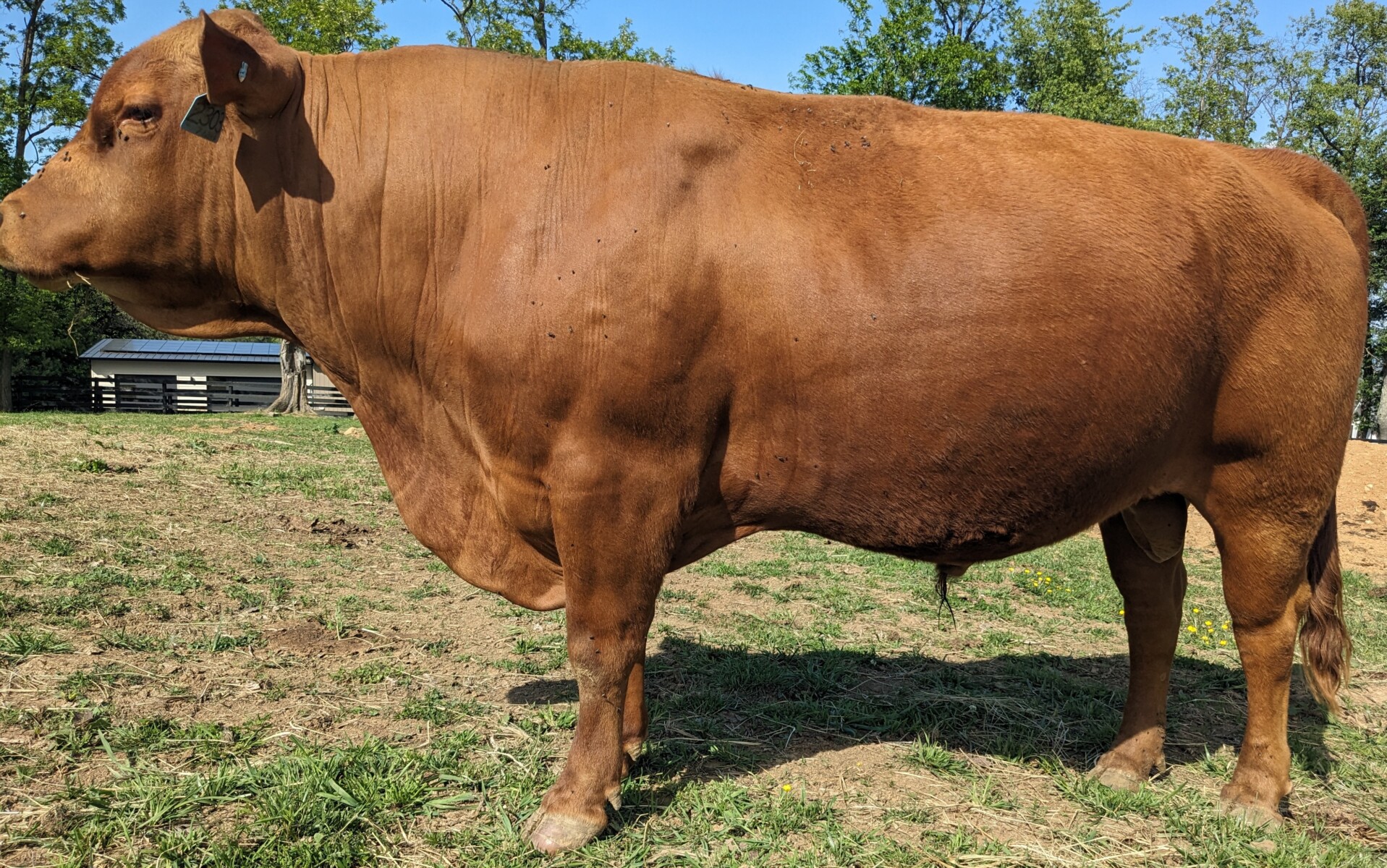 Fullblood Broadway son – Reg. # 55083 – 3 yr. old