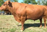 Fullblood Broadway son – Reg. # 55083 – 3 yr. old