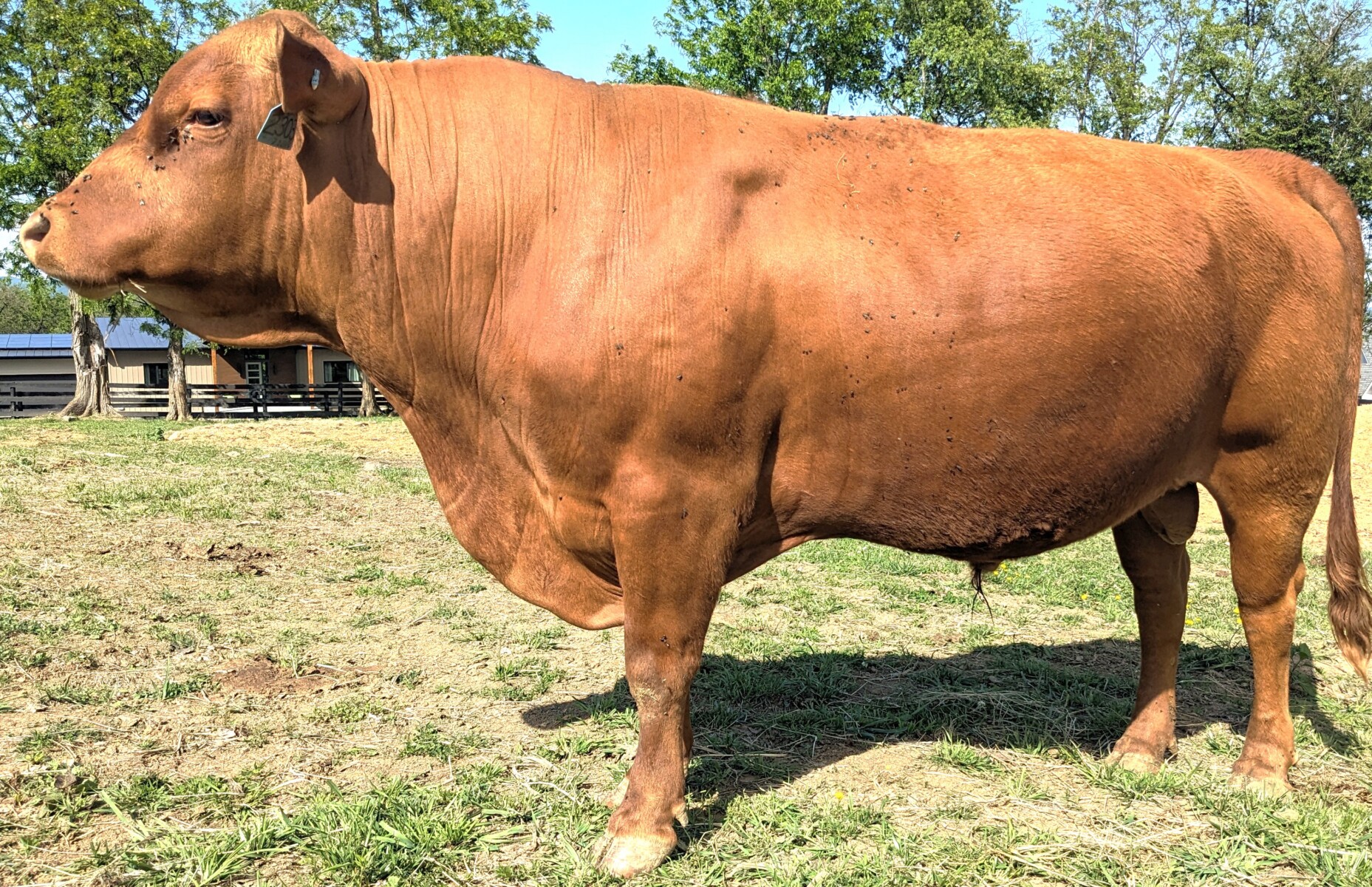 Fullblood Broadway son – Reg. # 55083 – 3 yr. old
