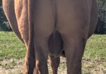 Fullblood Broadway son – Reg. # 55083 – 3 yr. old