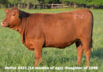 Ultra 4M Female Sexed Semen – Bull 1948