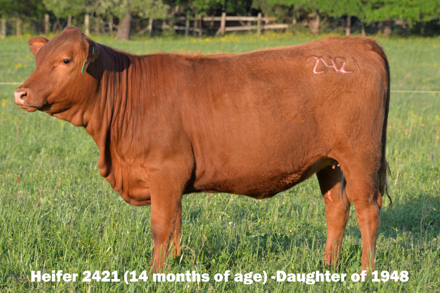 Ultra 4M Female Sexed Semen – Bull 1948