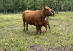 4 year old proven 50% Registered South Poll Cows for sale with bull calves
