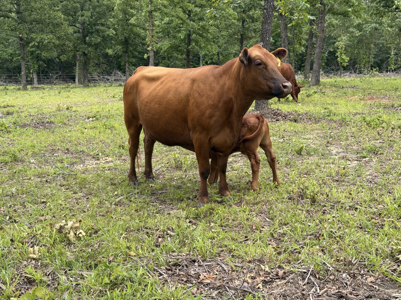 4 year old proven 50% Registered South Poll Cows for sale with bull calves