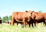 FULL BLOOD SOUTH POLL HEIFER