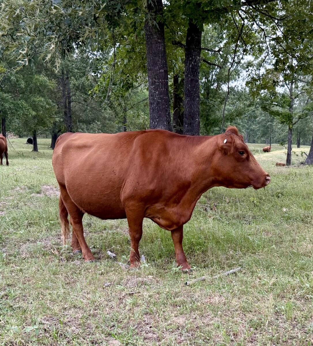 4 year old proven 50% Registered South Poll Cows for sale with bull calves