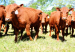 FULL BLOOD SOUTH POLL HEIFERS