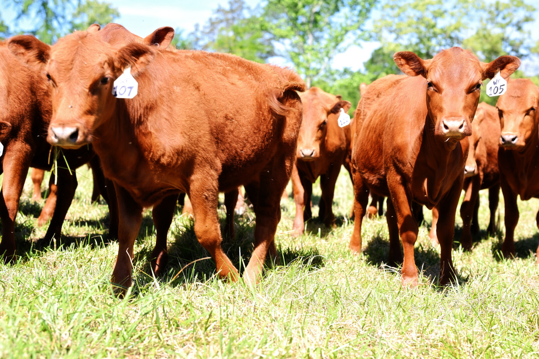 FULL BLOOD SOUTH POLL HEIFERS