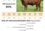 Voss Land & Cattle Company: Fullblood Registered Bulls