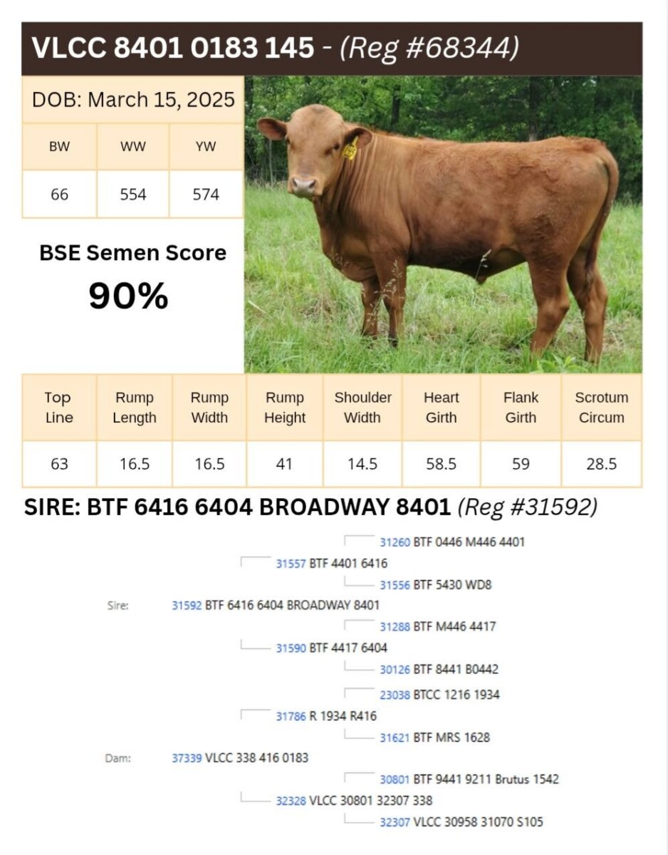 Voss Land & Cattle Company: Fullblood Registered Bulls