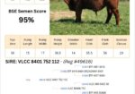 Voss Land & Cattle Company: Fullblood Registered Bulls