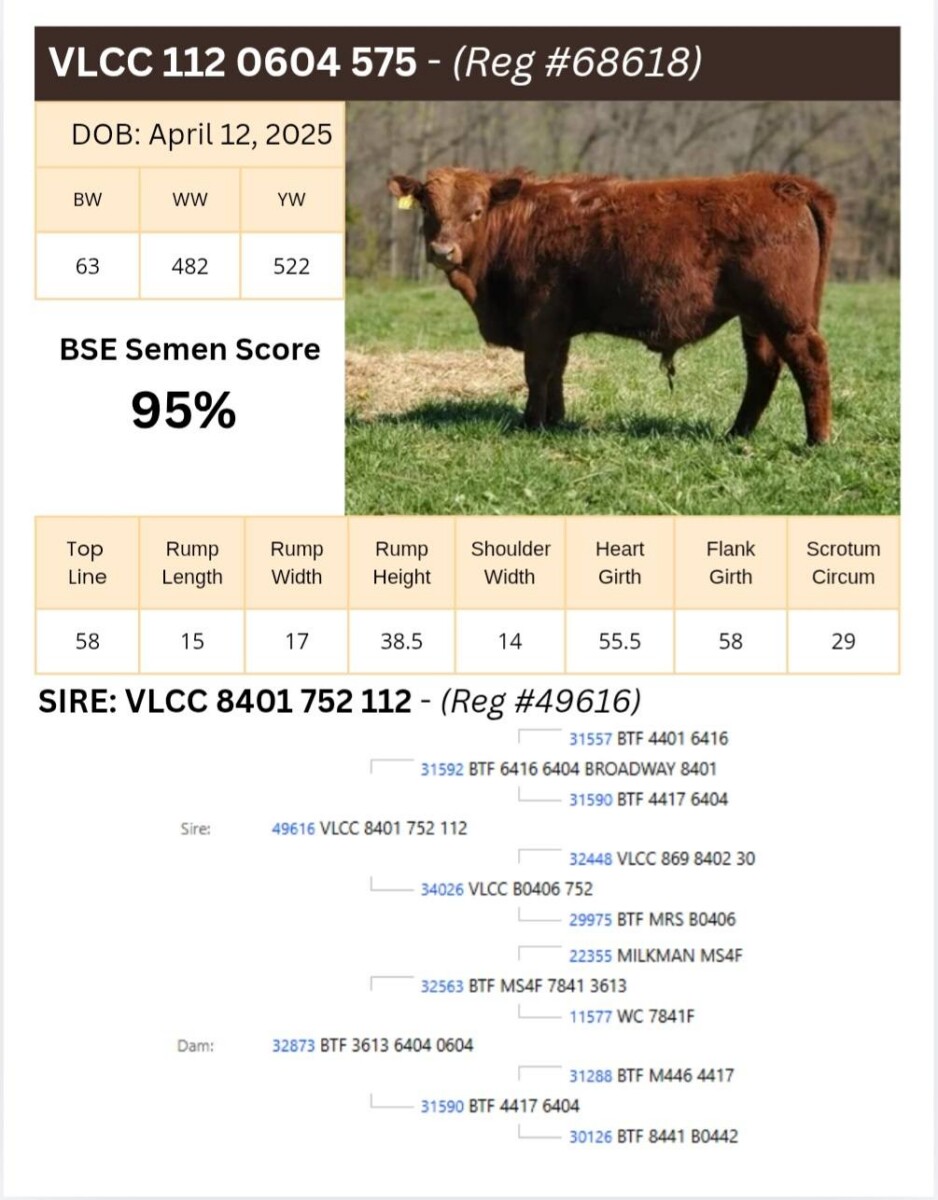 Voss Land & Cattle Company: Fullblood Registered Bulls