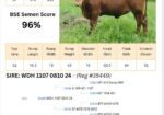 Voss Land & Cattle Company: Fullblood Registered Bulls