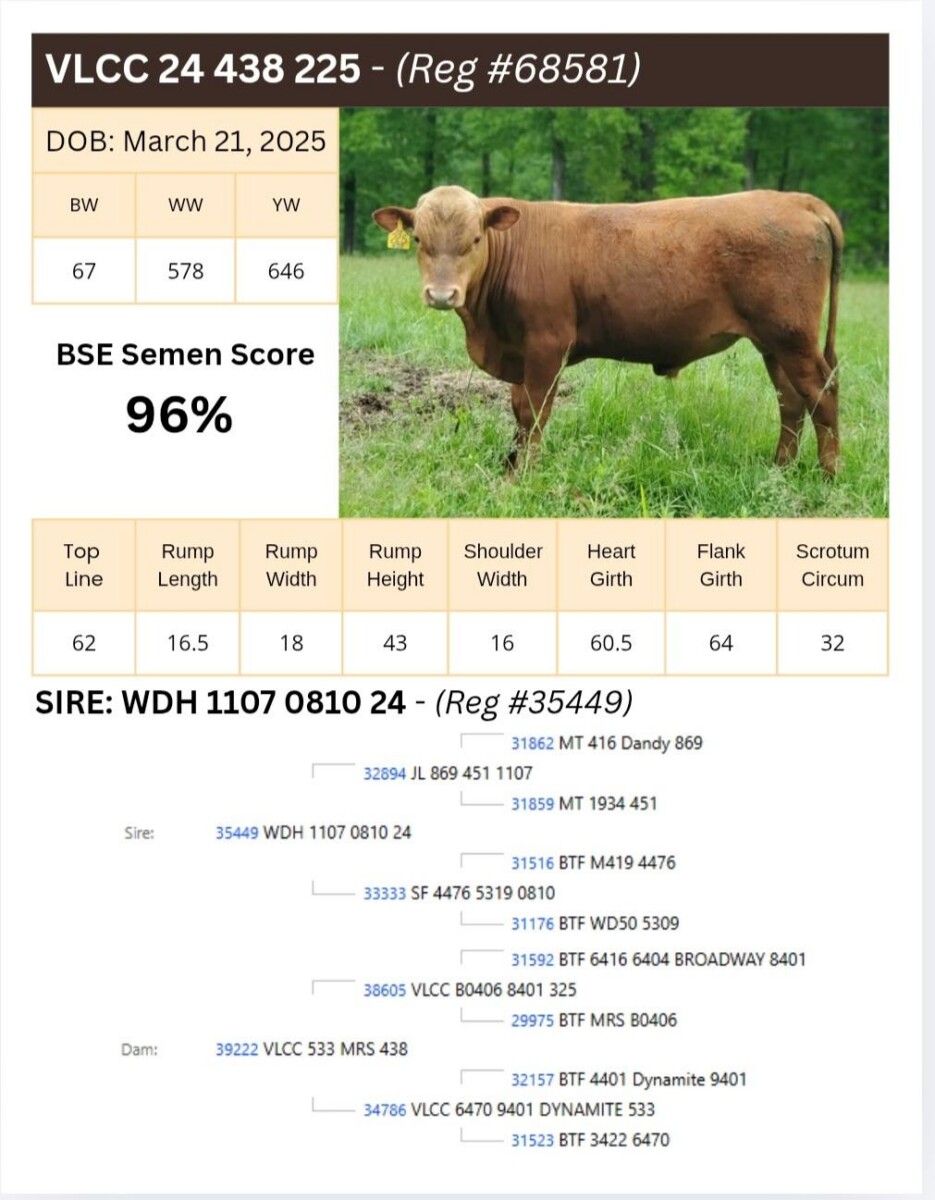 Voss Land & Cattle Company: Fullblood Registered Bulls