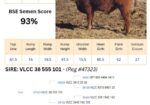 Voss Land & Cattle Company: Fullblood Registered Bulls