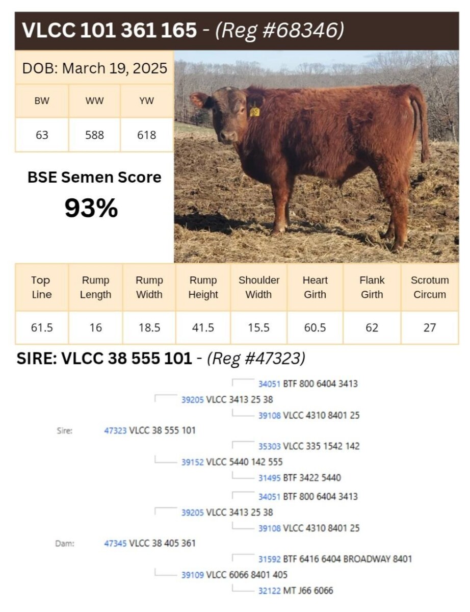 Voss Land & Cattle Company: Fullblood Registered Bulls