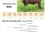 Voss Land & Cattle Company: Fullblood Registered Bulls