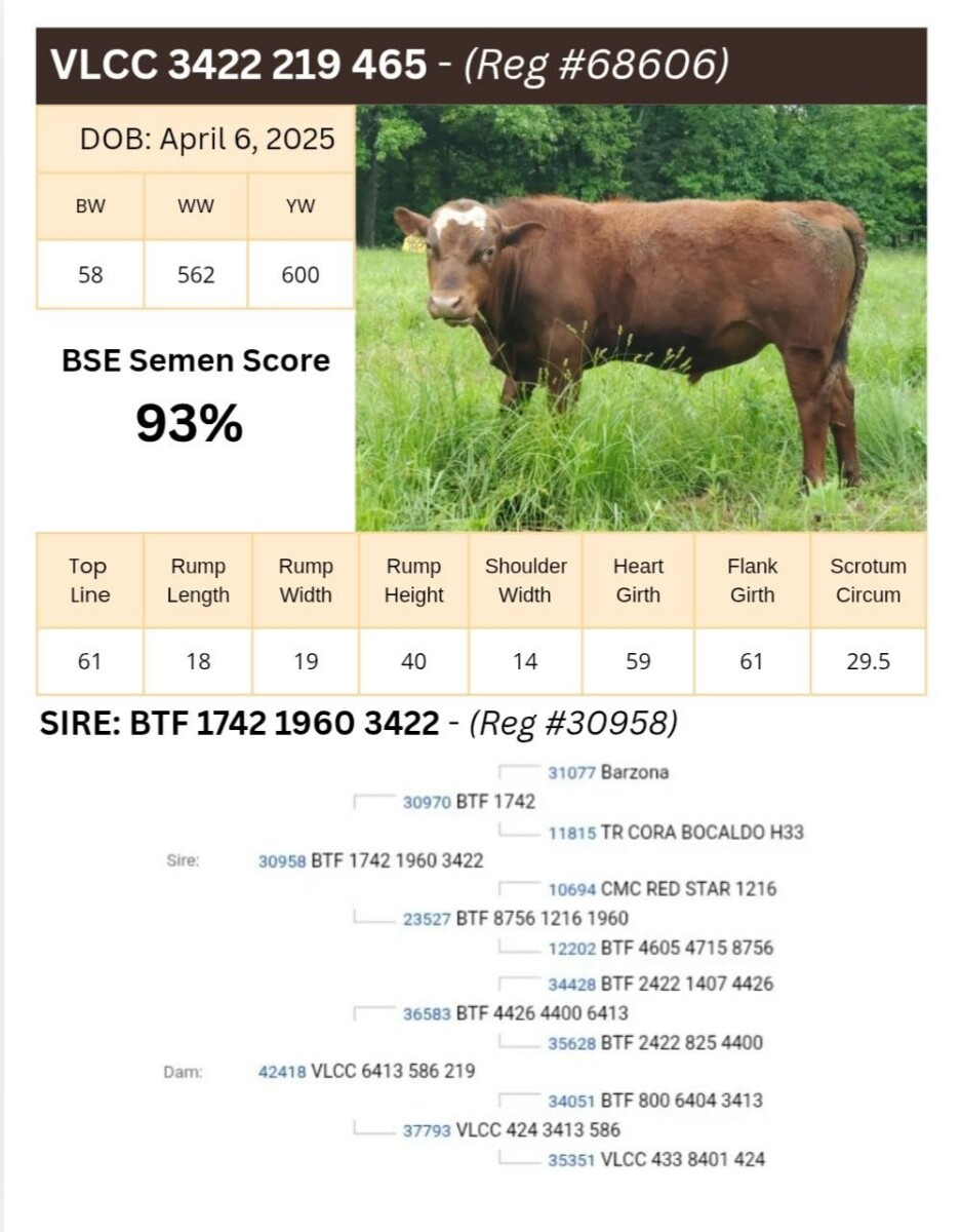 Voss Land & Cattle Company: Fullblood Registered Bulls