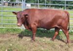 Registered Purebred Bull 3 Yr Old 5440 Son
