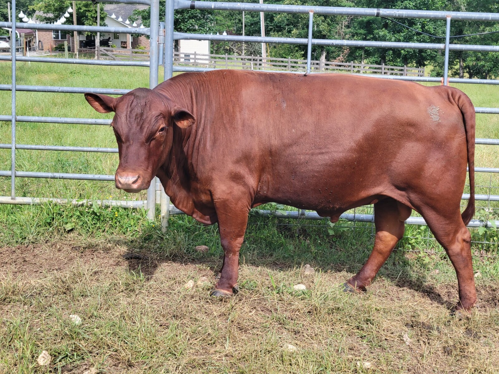 Registered Purebred Bull 3 Yr Old 5440 Son