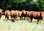 FULL BLOOD SOUTH POLL HEIFERS