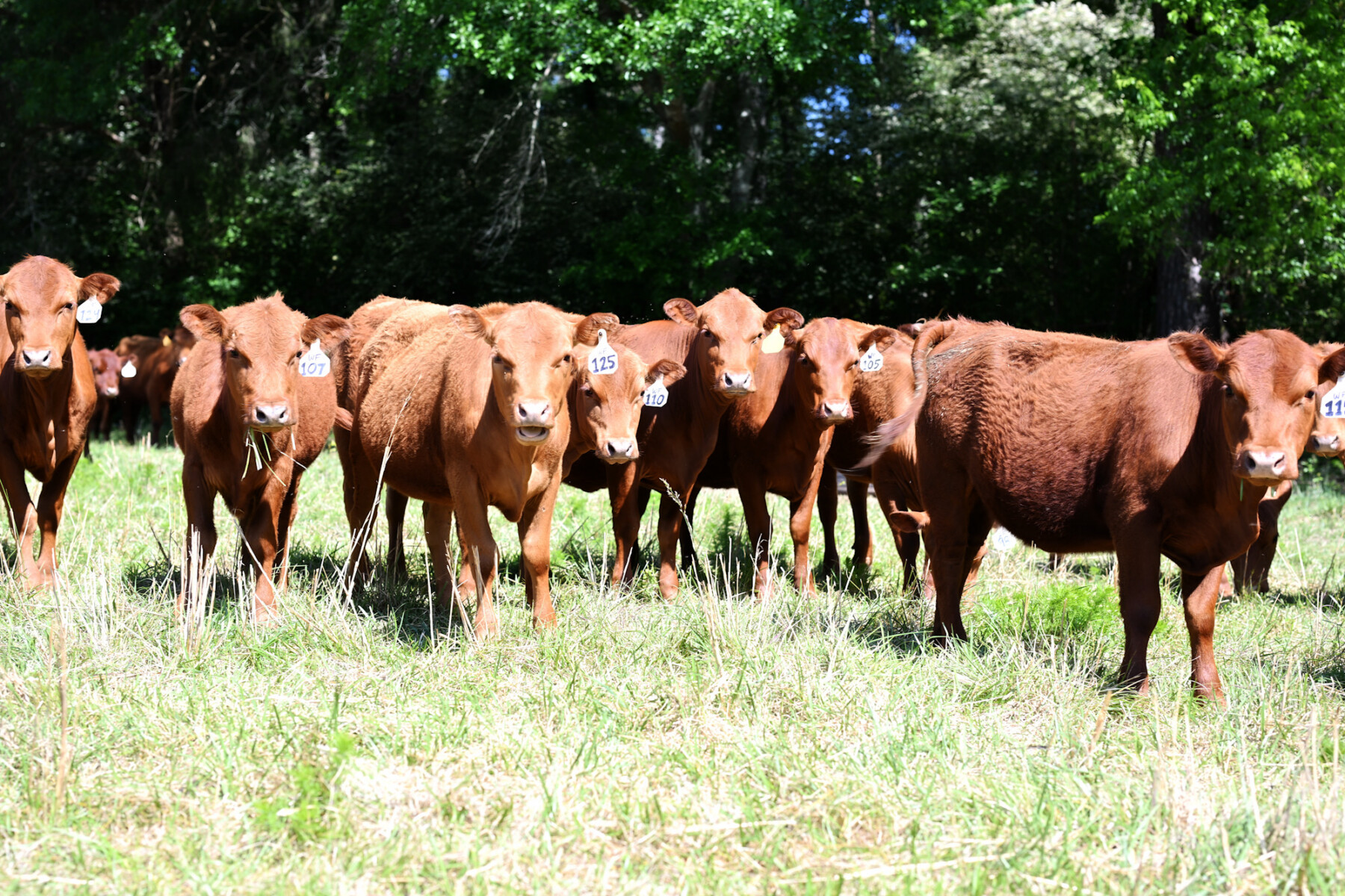 FULL BLOOD SOUTH POLL HEIFERS