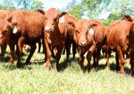 FULL BLOOD SOUTH POLL HEIFERS
