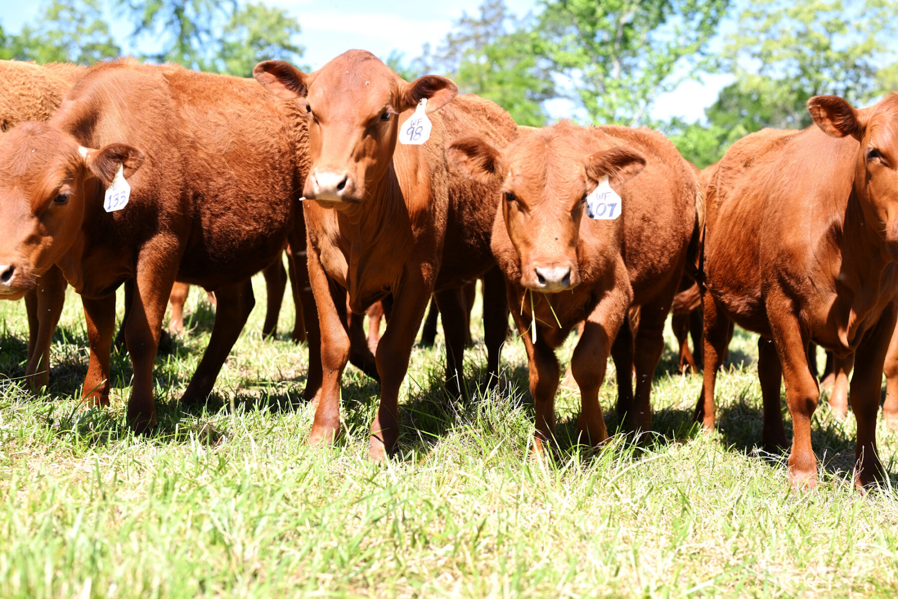 FULL BLOOD SOUTH POLL HEIFERS