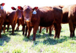 FULL BLOOD SOUTH POLL HEIFERS