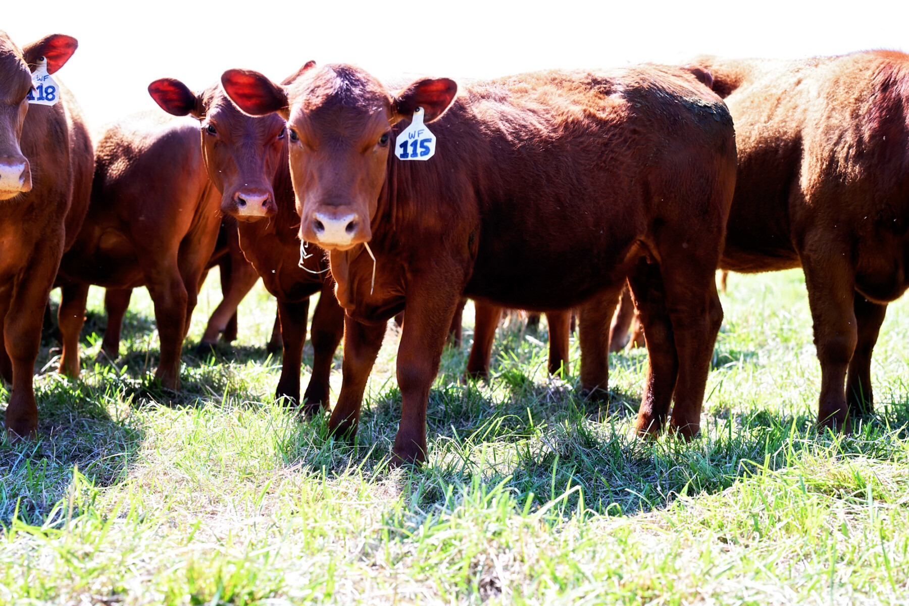FULL BLOOD SOUTH POLL HEIFERS