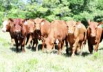 FULL BLOOD SOUTH POLL HEIFERS