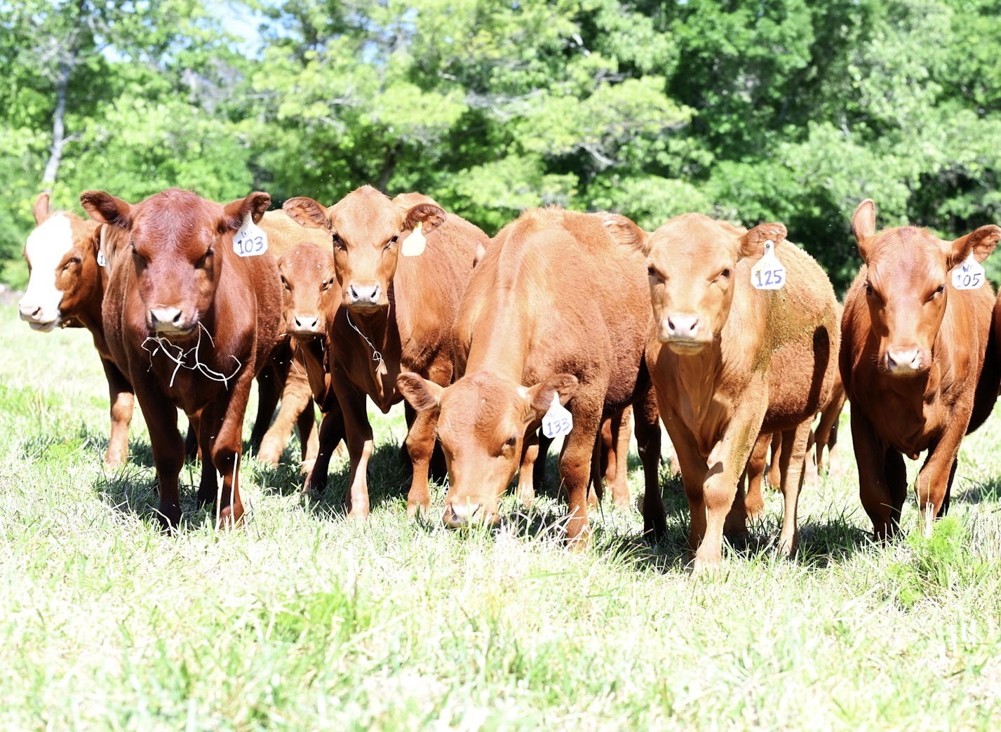 FULL BLOOD SOUTH POLL HEIFERS