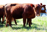 Full Blood Open Heifer
