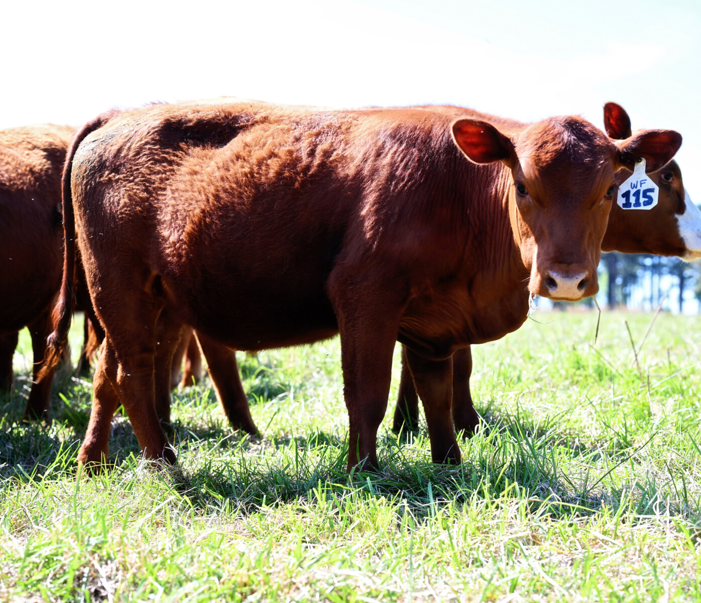 Full Blood Open Heifer