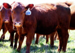 Full Blood Open Heifer