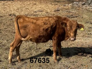 BigRed-2