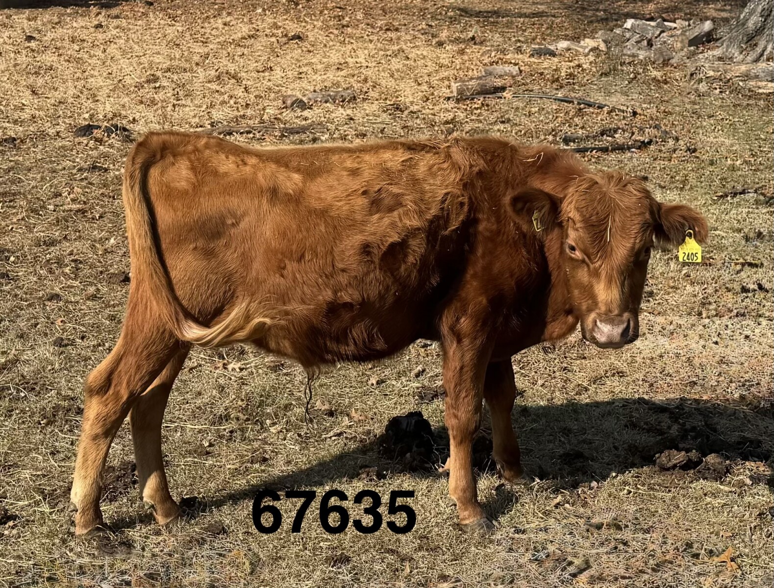 Full Blood Registered South Poll Bull, solid red, DOB 240617, Grandson of Chief, Superior Genetics from BTF,