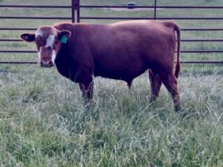 Bull-2502