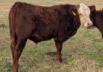 Registered Fullblood Herd Bull Prospect 13 months old “BURL”