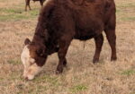 Registered Fullblood Herd Bull Prospect 13 months old “BURL”