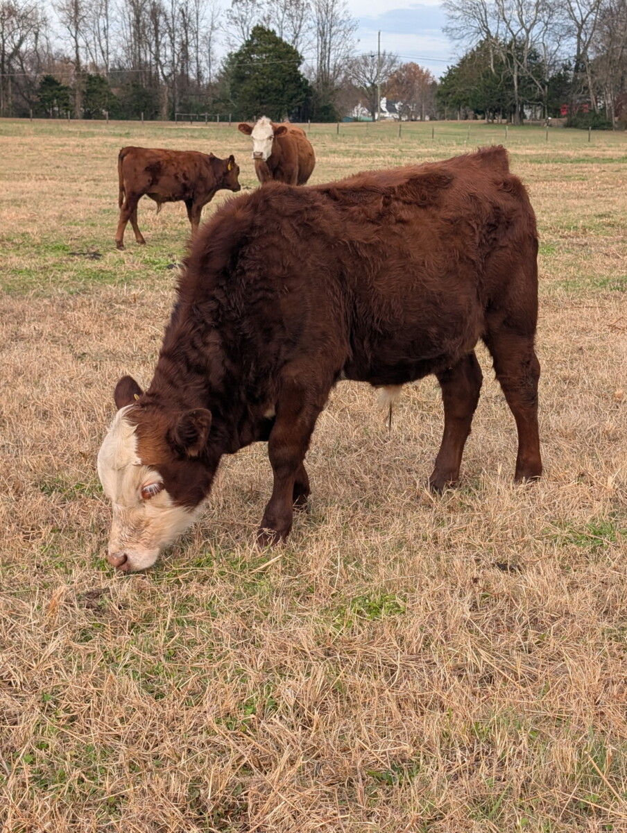 Registered Fullblood Herd Bull Prospect 13 months old “BURL”