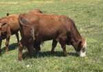 Registered Fullblood Herd Bull Prospect 13 months old “BURL”