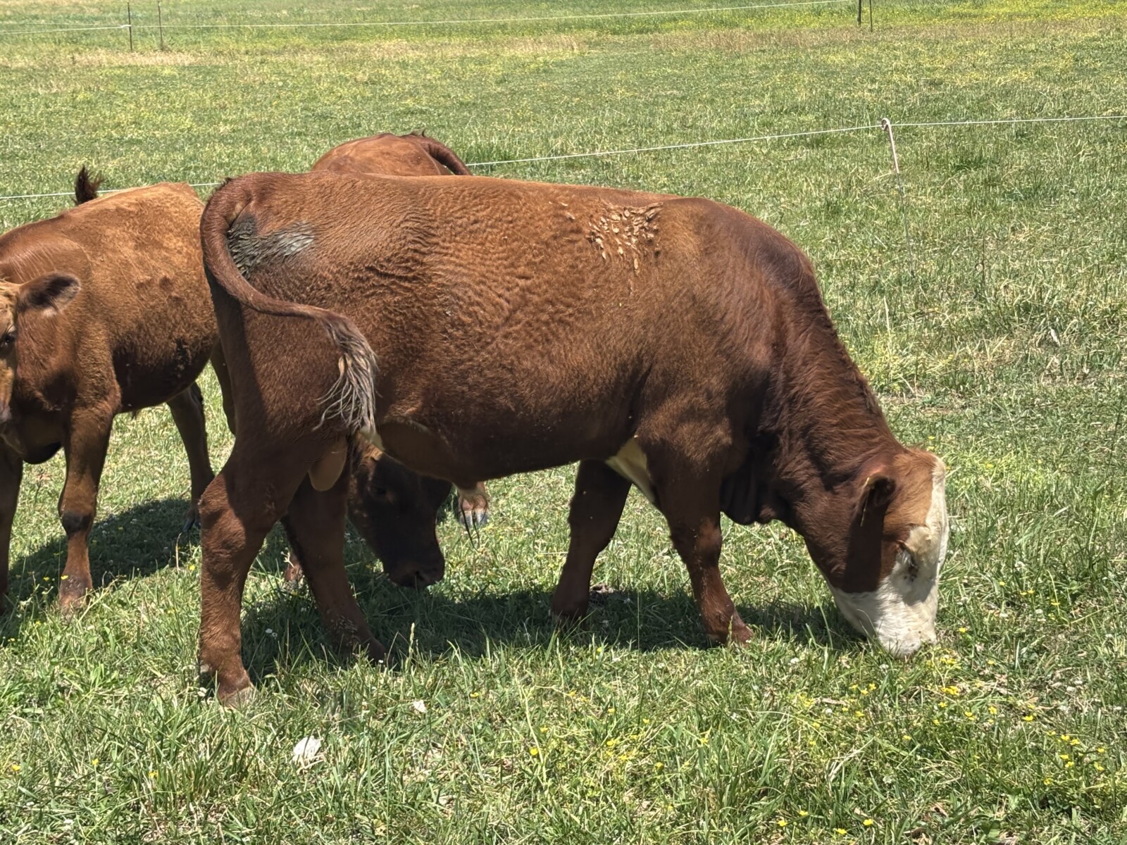 Registered Fullblood Herd Bull Prospect 13 months old “BURL”