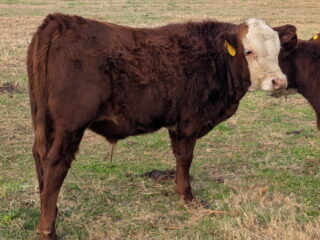 Burl