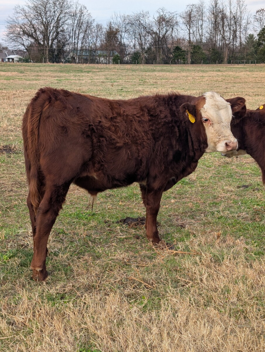 Registered Fullblood Herd Bull Prospect 13 months old “BURL”