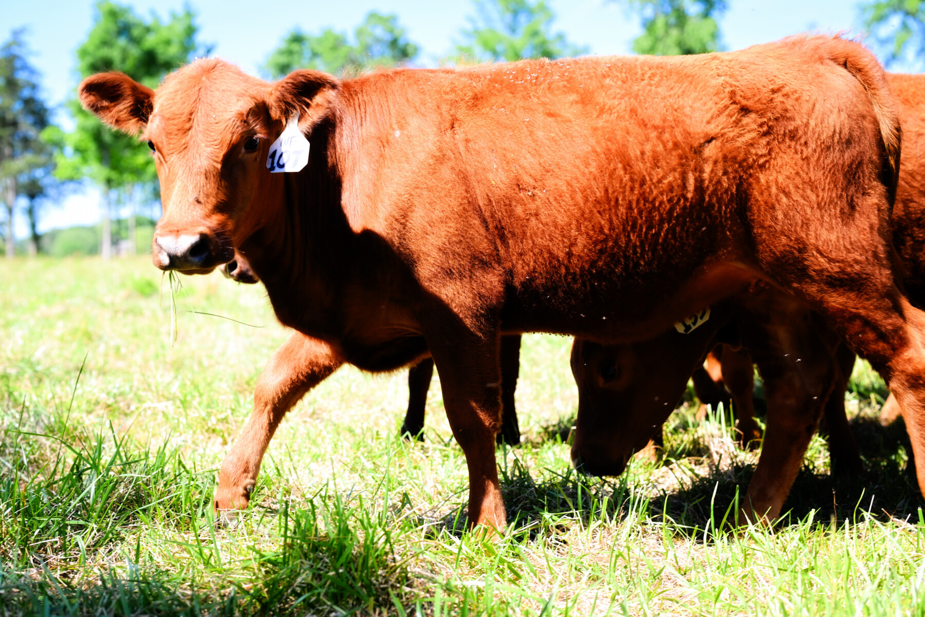 FULL BLOOD SOUTH POLL HEIFER