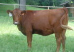 5 South Poll Heifers